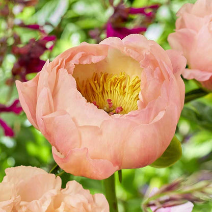 Close-up of a pink peony kings day flower with a blurred green background