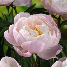 Close-up of pink miss america peony flowers with green leaves in the background | copyright: Floramedia UK Ltd