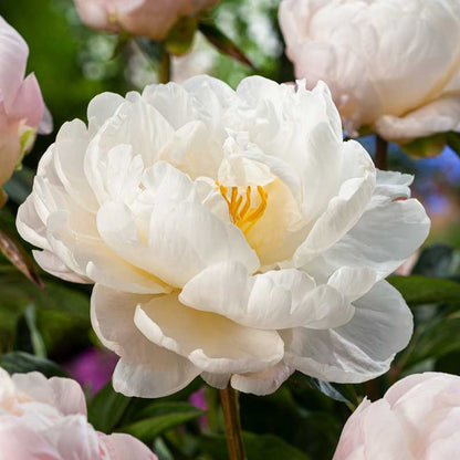 Close-up of a white miss america peony flower with pink flowers in the background. | copyright: Floramedia UK Ltd