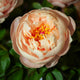 Peony Roots - Pastelegance