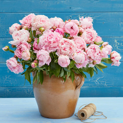 A bouquet of sarah bernhardt peony flowers with a blue background.