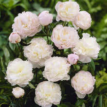Large, fully double white jumbo shirley temple peony flower with soft blush pink center tones and green leaves.