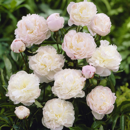Large, fully double white jumbo shirley temple peony flower with soft blush pink center tones and green leaves.