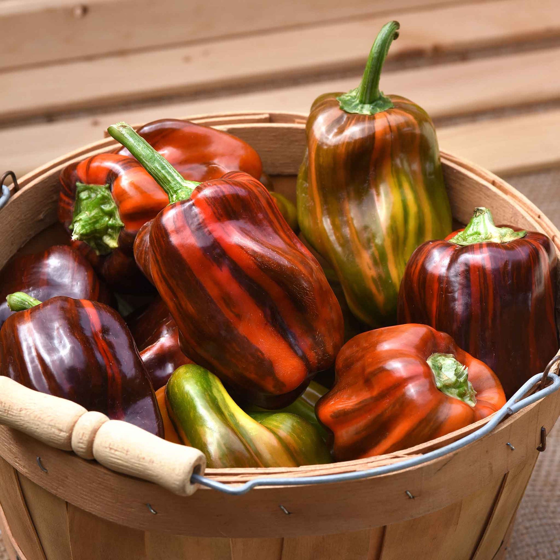 A bowl of multicolored Candy Cane Chocolate Cherry peppers with green stems.