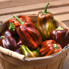A bowl of multicolored Candy Cane Chocolate Cherry peppers with green stems.