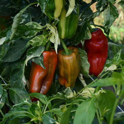 A ripe, red Candy Cane Chocolate Cherry pepper, striped with green, hangs on a plant in a garden.
