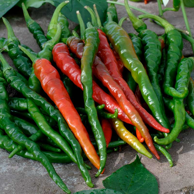 A cluster of slender Cayenne Long Red Thin peppers, showing stages of ripeness. | copyright: Floramedia UK Ltd