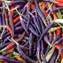 A cluster of vibrant Cayenne Purple peppers gathered in a bowl. | copyright: Floramedia UK Ltd
