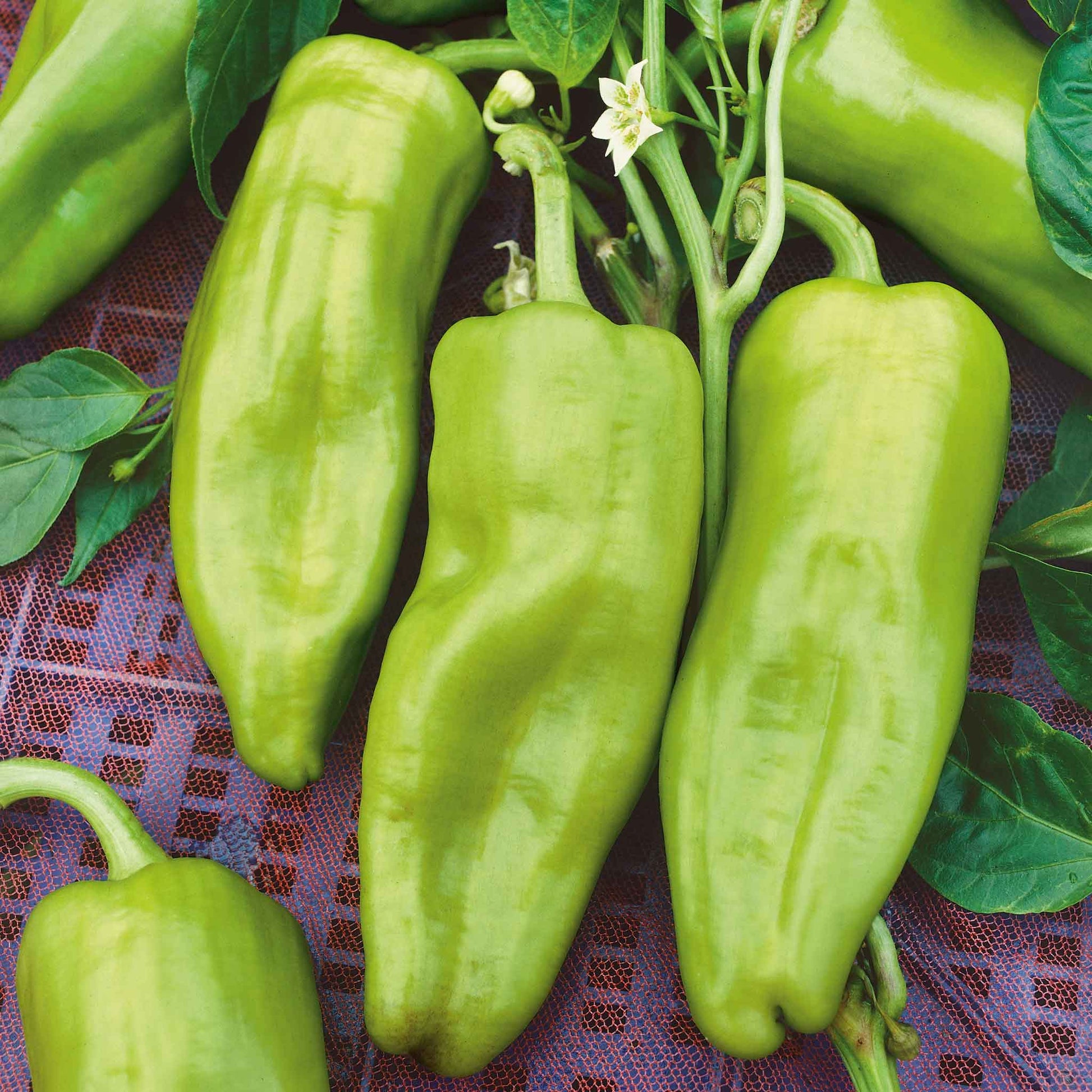 Green Cubanelle peppers with a slightly wrinkled skin and a long, tapering shape.