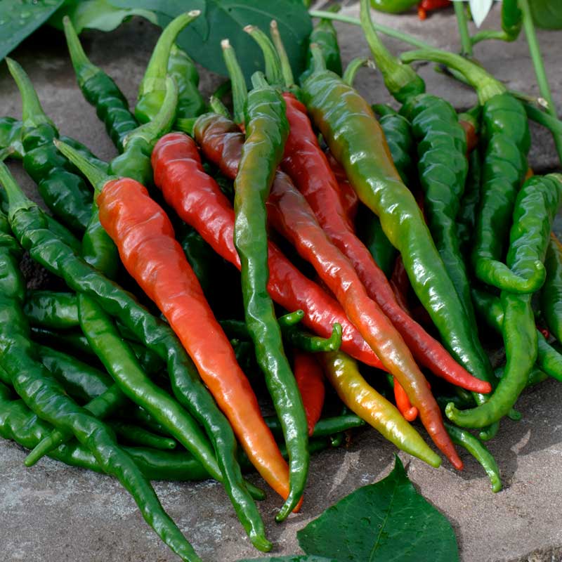 A cluster of slender Cayenne Long Red Thin peppers, showing stages of ripeness. | copyright: Floramedia UK Ltd