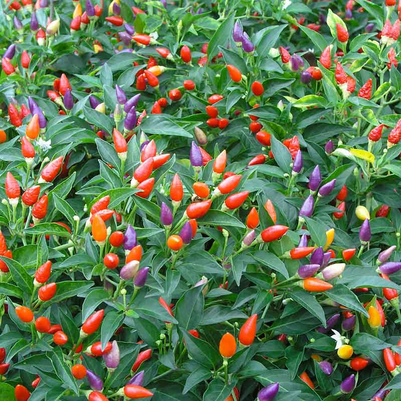Pepper ornamental mix red, orange and yellow peppers growing on a lush green plant. | copyright: Floramedia UK Ltd