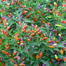 Pepper ornamental mix red, orange and yellow peppers growing on a lush green plant. | copyright: Floramedia UK Ltd