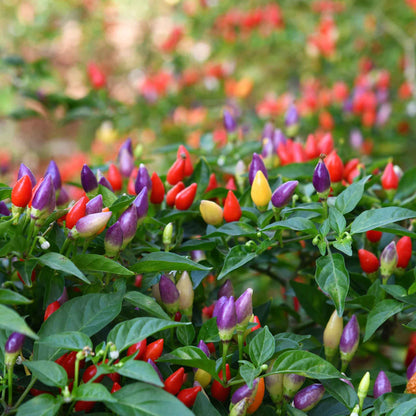 Pepper ornamental mix vibrant mixed color peppers in various shapes on a green plant.
