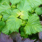 Close-up of perilla and purple leafy plants