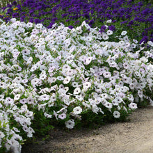 Petunia easy wave silver single white bloom with a soft yellow center on a plain backdrop.