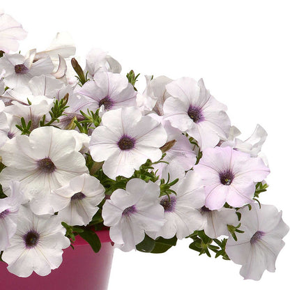 Petunia easy wave silver white bloom with light purple veins in a pot on a plain backdrop.