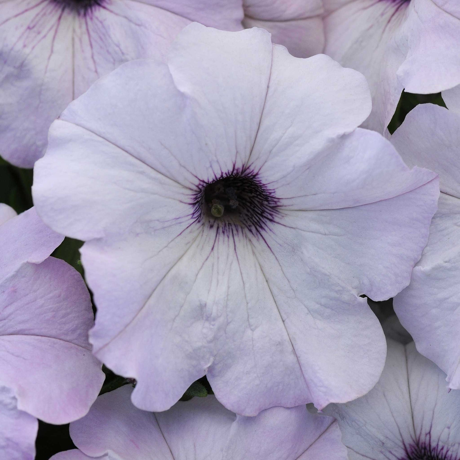 Petunia easy wave silver, large white blooms with dark centers in a pot on a plain backdrop.