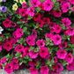 Petunia rose of heaven vibrant pink bloom with delicate petals on a blurred backdrop.