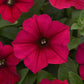 Petunia wave carmine velour dark pink ruffled blooms with yellow centers on a plain backdrop.