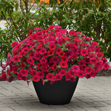Petunia wave carmine velour bright red-pink blooms massed in a dark pot on a patio.