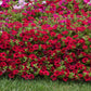 Petunia wave carmine velour deep red bloom with a yellow center on a green backdrop.
