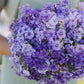 Phlox beauty blue small blooms with yellow centers on a blurred backdrop.