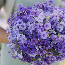Phlox beauty blue small blooms with yellow centers on a blurred backdrop.