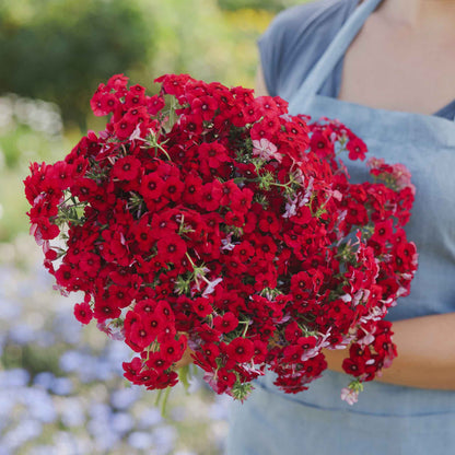Phlox red dense red blooms with green foliage held in a bouquet outdoors.