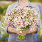 Phlox cherry caramel two-toned red and tan blooms held in a bouquet against a plain backdrop.