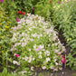 Phlox cherry caramel pink and white blooms in various stages of opening in a garden.