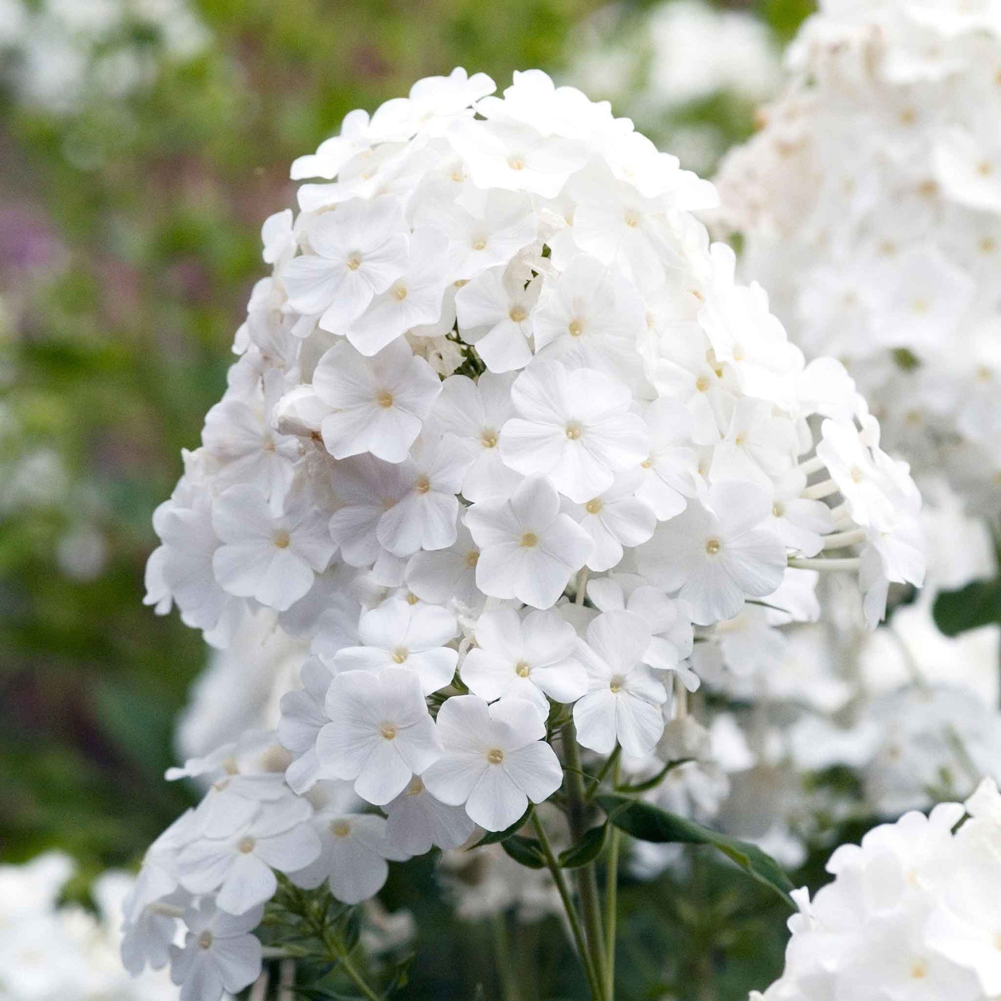 White phlox david blooms in a large cluster with green leaves in a garden.