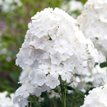 White phlox david blooms in a large cluster with green leaves in a garden.