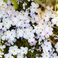 Phlox mountain phlox light pink blooms with darker centers on tall stems in a garden.