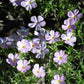 Phlox mountain phlox small white blooms with yellow centers among green foliage.