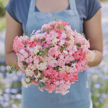 Phlox of sheep soft pink blooms held in a bouquet with a green pasture backdrop.