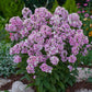Phlox sherbet blend with soft pink blooms in a cluster against a blurred green background. | copyright: Floramedia UK Ltd