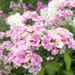 Phlox sherbet blend with pink, yellow, and orange petals among green foliage in a garden.