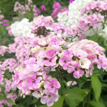 Phlox sherbet blend with pink, yellow, and orange petals among green foliage in a garden.