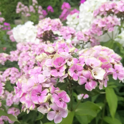 Phlox sherbet blend with pink, yellow, and orange petals among green foliage in a garden.