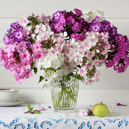 Phlox tall mix large red blooms with green foliage under a sunny sky.