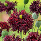 Dark red Poppy Black Swan frilly ruffled blooms on a blurred dark background | copyright: Floramedia UK Ltd