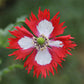 Red and white Danish Flag Poppy with dark center on a blurred green background