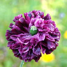 Purple Poppy Double Purple ruffled flower against a bright green background