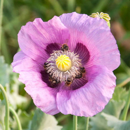 Pale purple Hungarian Breadseed Poppy large flower against a light blue background