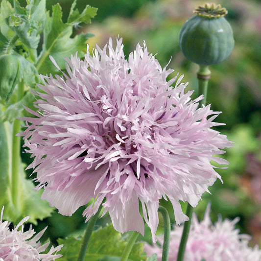 Pale purple Lilac Pompon Poppy fluffy round bloom against a blurred green background