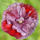 Pink and red Poppy Pandora flower with darker veins on a blurred green background
