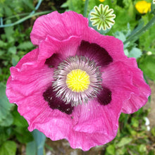 Bright pink Pepperbox Poppy flower with yellow center on a blurred green background