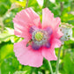 Pink Pepperbox Poppy single bloom with green seed pod on a blurred green background