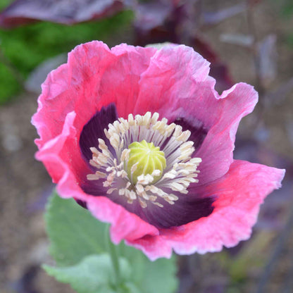 Pink Pepperbox Poppy ruffled flower with dark center on a blurred green background