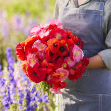 Pink Shirley Poppy red and pink blooms held in a bunch on a blurred purple background